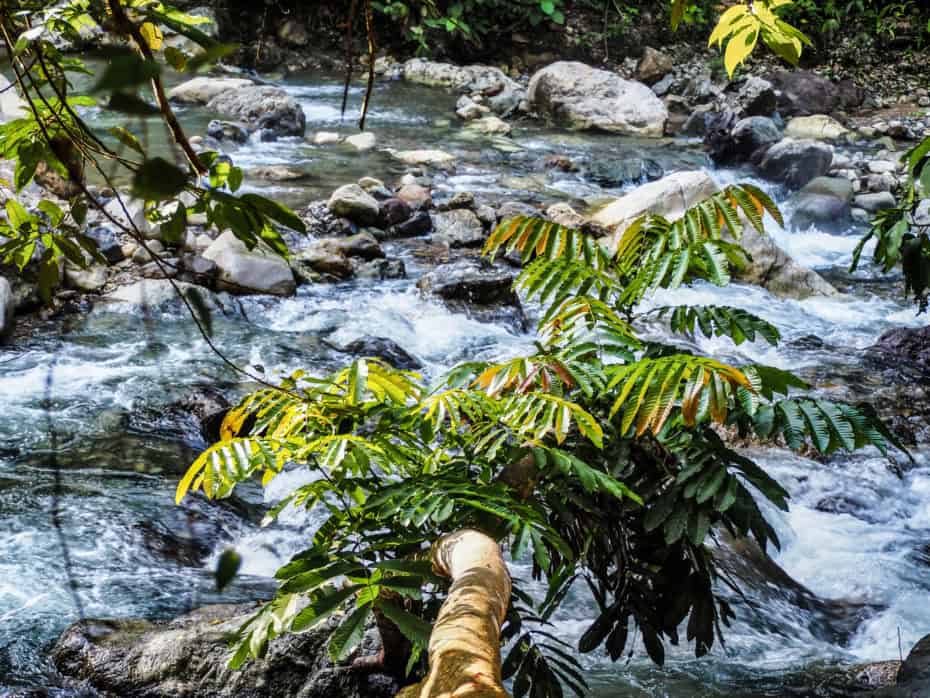 Jungle Sumatra Photo