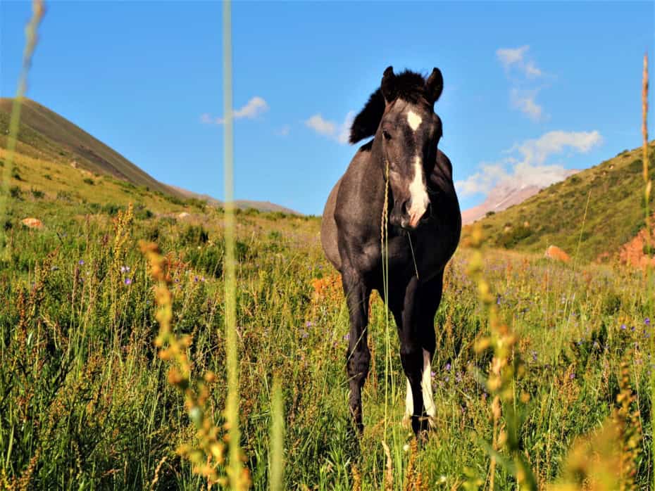 Cheval trek lac Son Koul