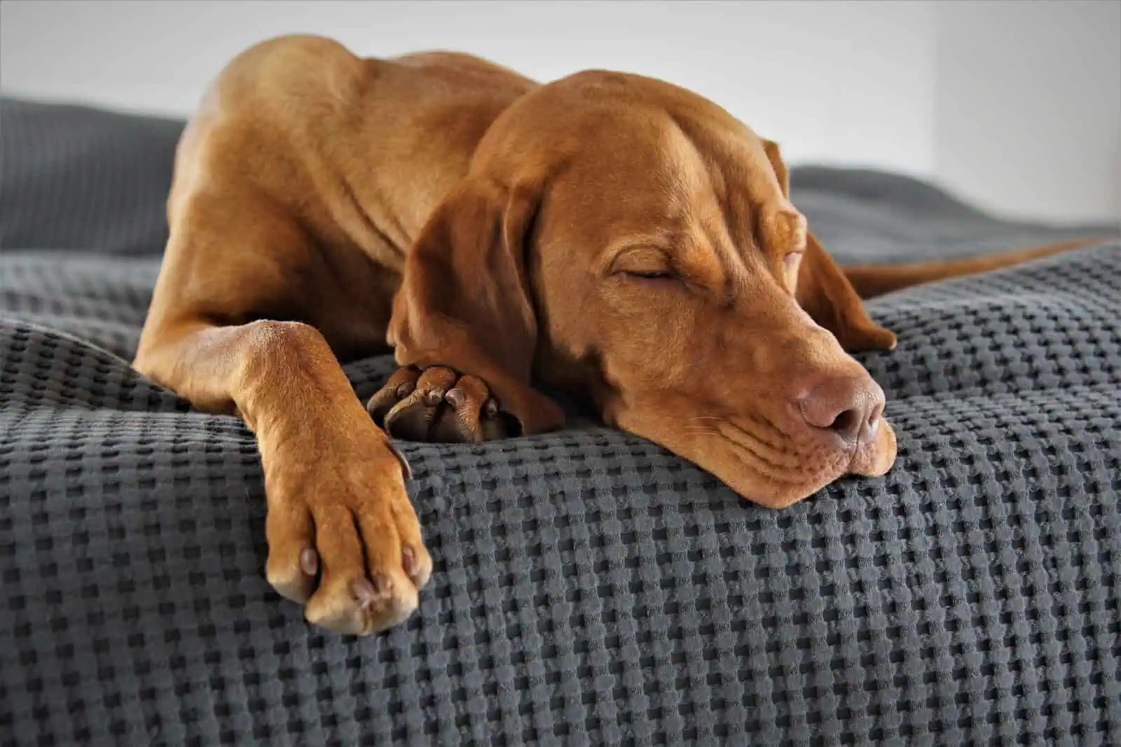 entspanntes-alleine-bleiben-berufstaetig-hund-karriere-hundetrainer-hundeschule