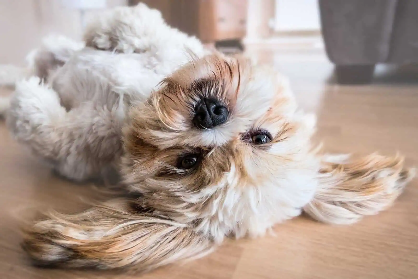 rituale-im-hunde-alltag-hundetrainer-linz-land-vollzeit4beiner-berufstätig-karriere-job