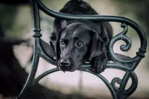 trainingspläne-im-hundetraining-erstellen-infos-anfänger-hundetrainer