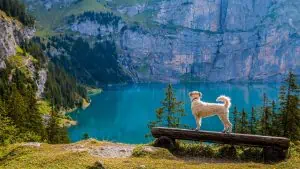 auslastung-hund-zu-viel-tipps-vollzeit4beiner-blog