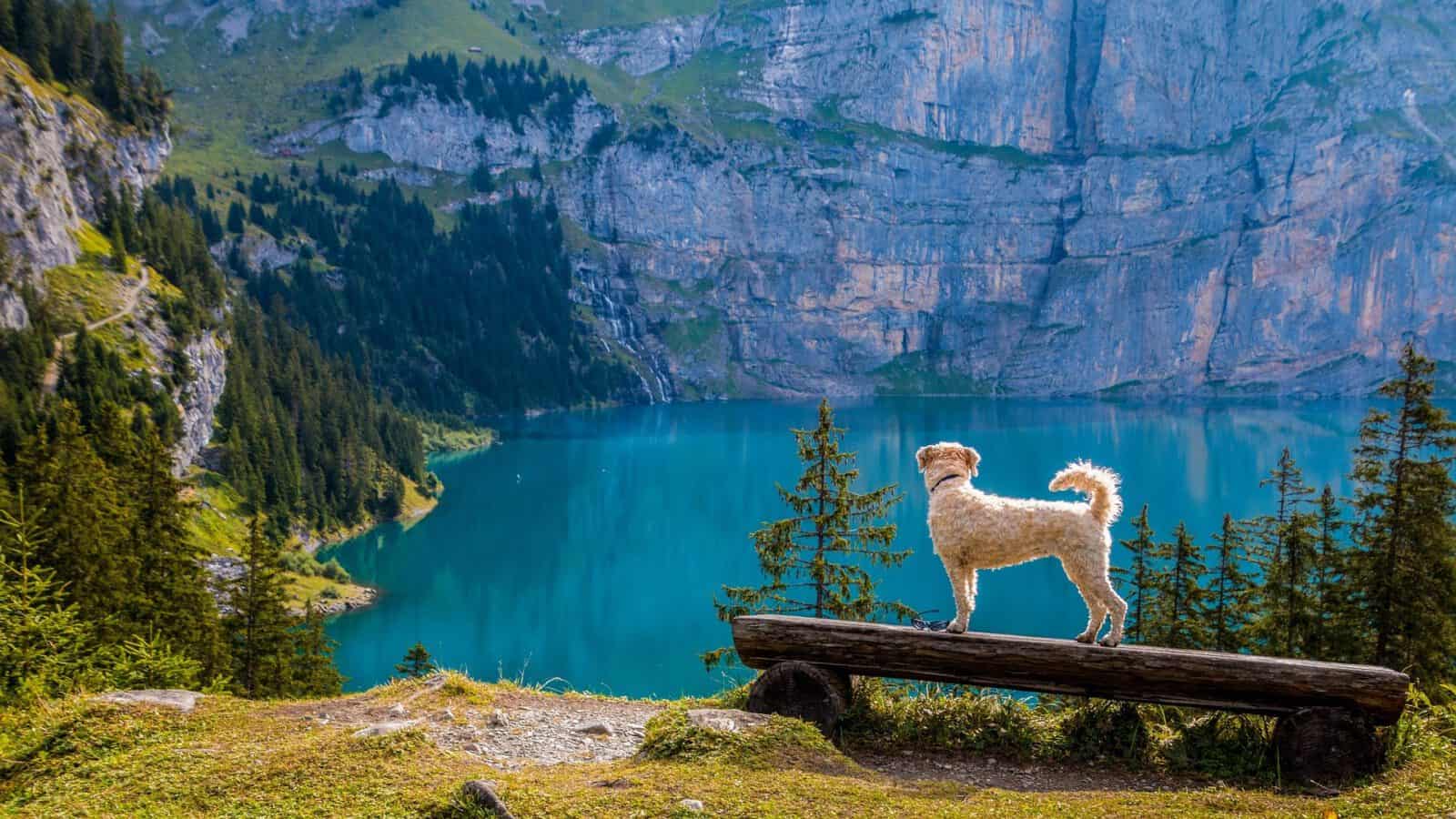 auslastung-hund-zu-viel-tipps-vollzeit4beiner-blog
