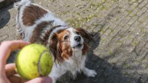 frustrationstoleranz-beim-hund-tipps-uebungen-erlenen-hundeschule-vollzeit4beiner-berufstaetig