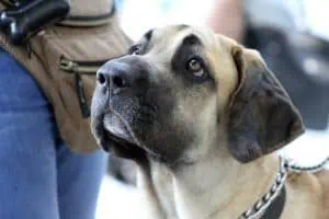 auflösesignal-abbruchsignal-hundetraining-uebung-tipps-hund-aufloesesignal-nein
