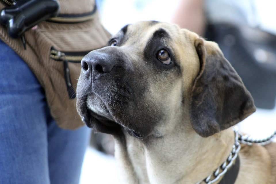 auflösesignal-abbruchsignal-hundetraining-uebung-tipps-hund-aufloesesignal-nein