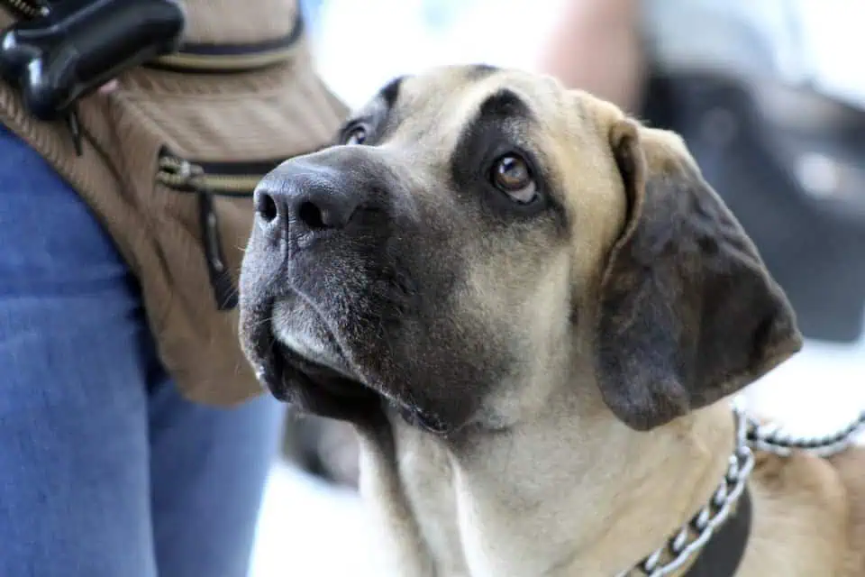 auflösesignal-abbruchsignal-hundetraining-uebung-tipps-hund-aufloesesignal-nein