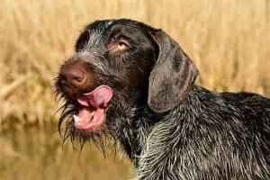 stress-beim-hund-anzeichen-signale-tipps-hilfe