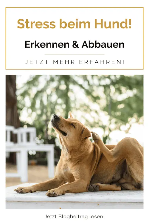 stress-beim-hund-erkennen-abbauen-helfen