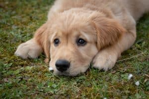 welpe-adoptieren-trotz-vollzeitjob-erwachsener-hund-tipps-vollzeit4beiner