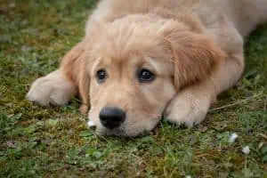 welpe-adoptieren-trotz-vollzeitjob-erwachsener-hund-tipps-vollzeit4beiner