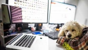 5-tipps-fuer-buerohunde-hund-buero-office-dog