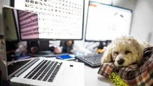 5-tipps-fuer-buerohunde-hund-buero-office-dog