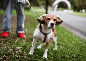 hundebegegnungen-tipps-hund-einfach-alltag-hundetraining