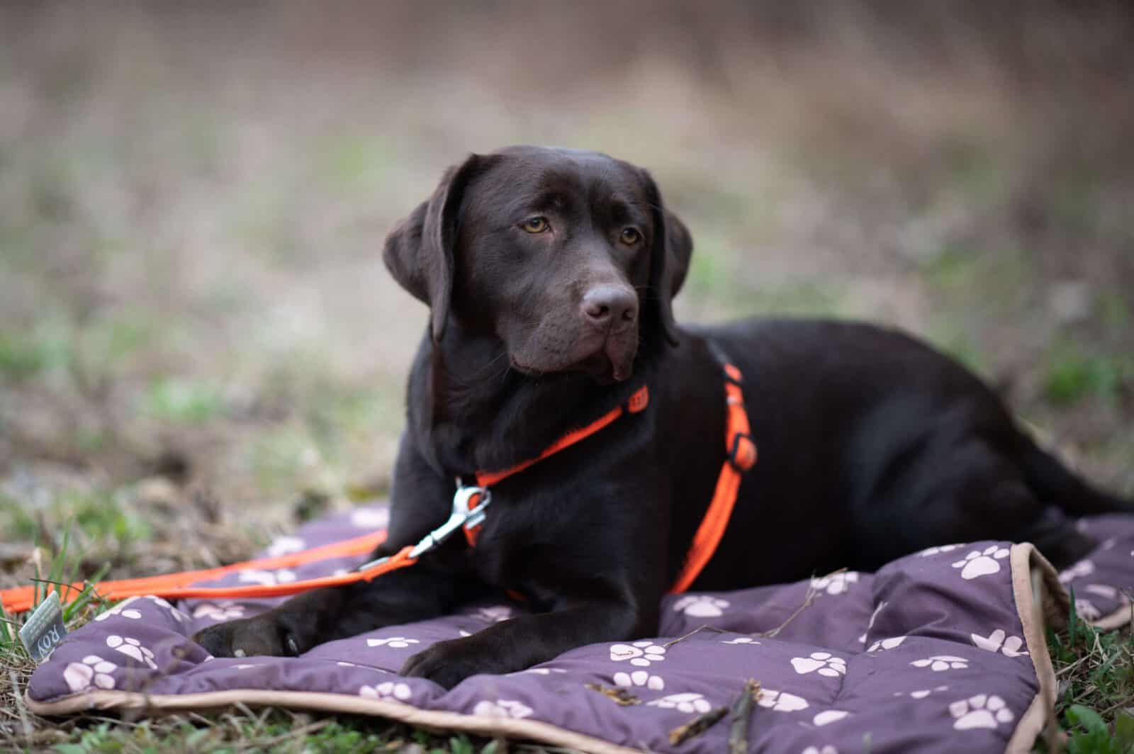 entspannter-alltag-ruhe-uebungen-hundetraining-tipps-anleitung