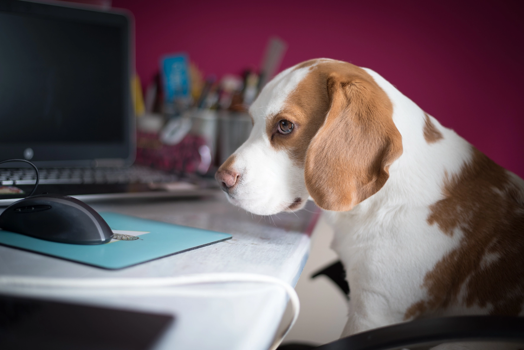 buerohunde-ausbildung-buero-hund-lehrgang