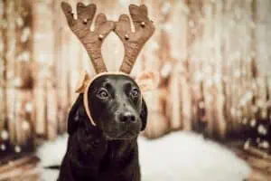 Weihnachtsgeschenke-für-deinen-Hund