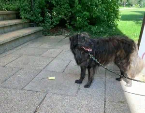 anti-giftkoeder-training-hundeschule-linz-land-vollzeit4beiner