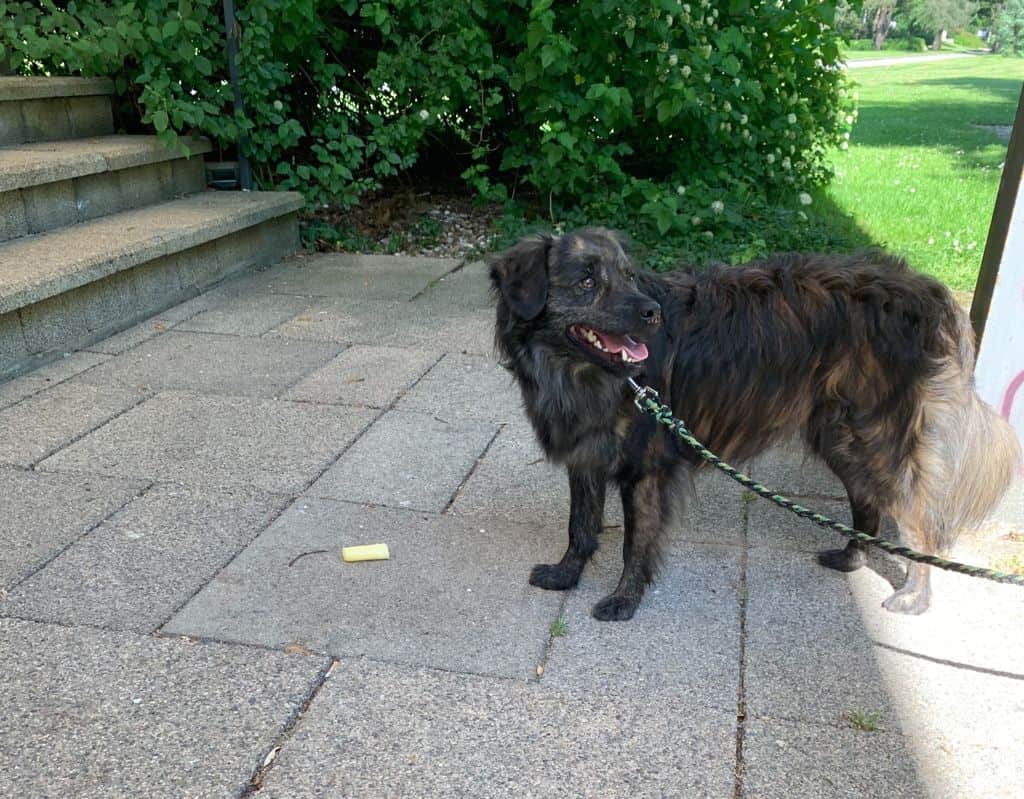 anti-giftkoeder-training-hundeschule-linz-land-vollzeit4beiner