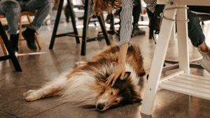 5-fehler-die-du-mit-deinem-bürohund-machst-hund-im-büro
