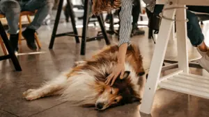 5-fehler-die-du-mit-deinem-bürohund-machst-hund-im-büro