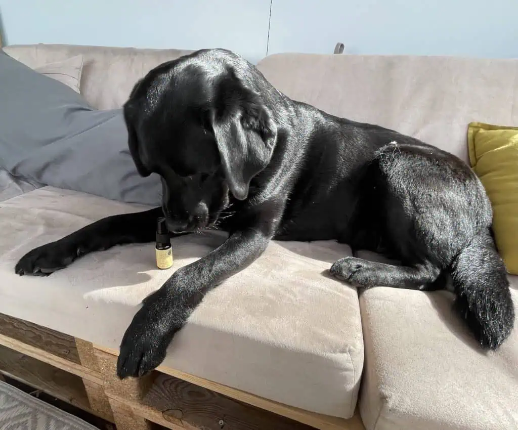 biobloom-hund-test-cbd-trennungsstress-flummisdiary