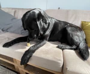 biobloom-hund-test-cbd-trennungsstress-flummisdiary