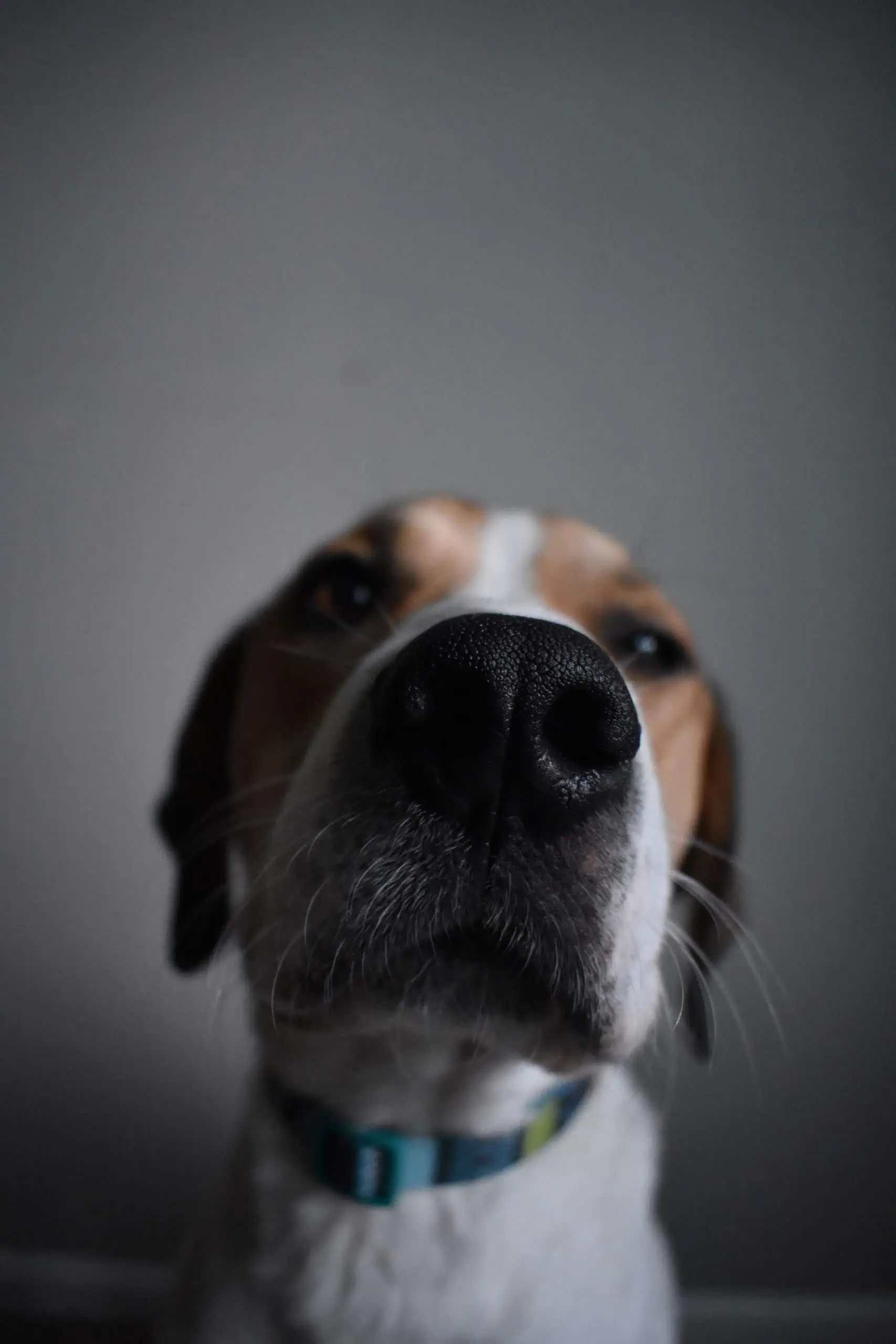 nasenarbeit-hund-spurensuche-zuhause-daheim-hobby-hunde
