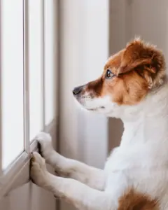 trennungsstress-challenge-hund-nicht-alleine-bleiben