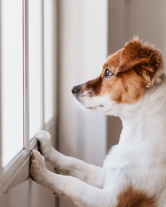 trennungsstress-challenge-hund-nicht-alleine-bleiben