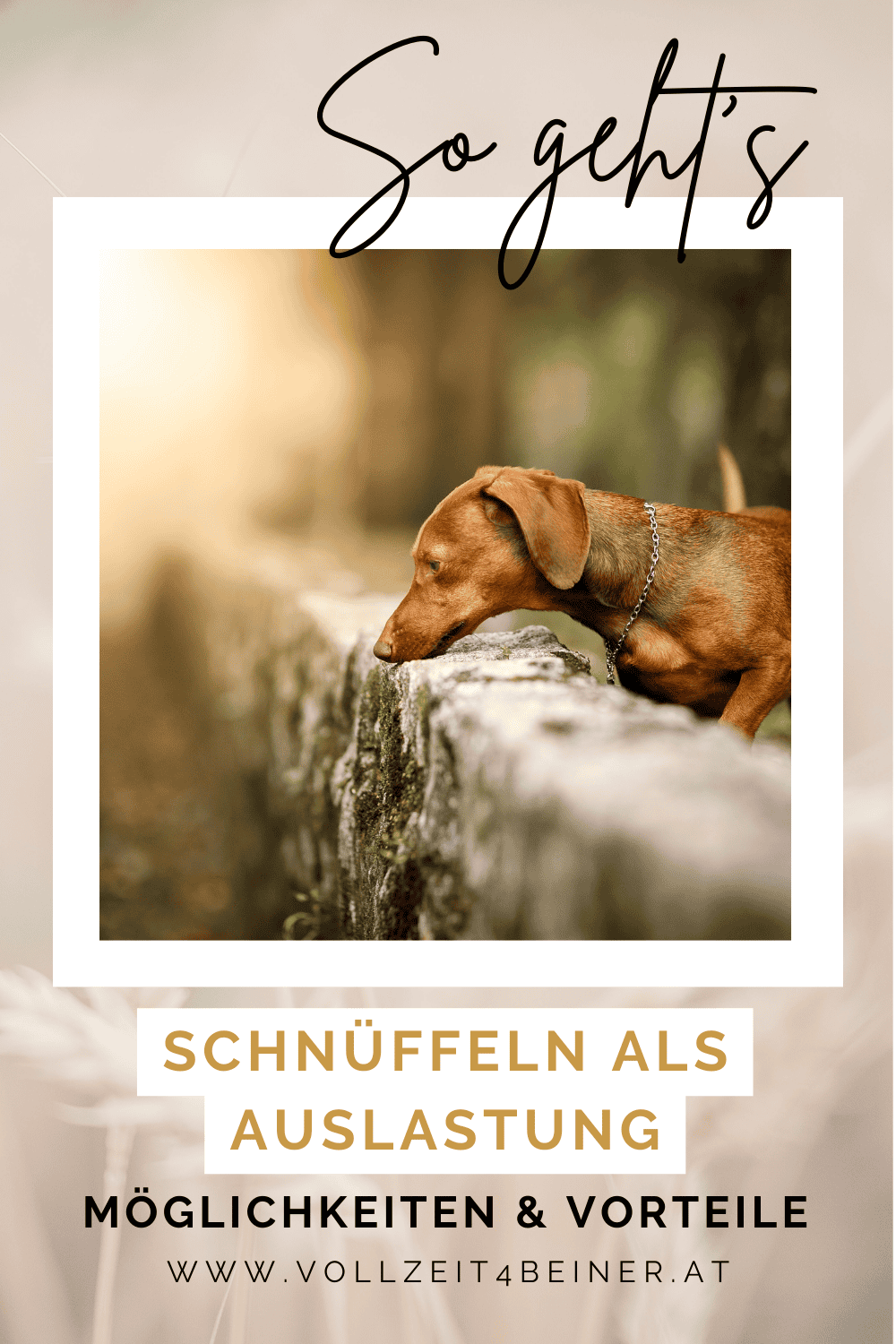 hund-schnueffeln-nasenarbeit-auslastung-beschäftigung