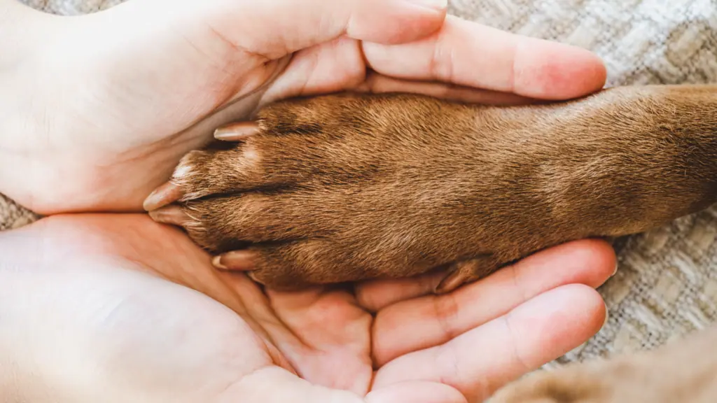 hunde-club-fuer-berufstaetige-hundeeltern