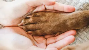 hunde-club-fuer-berufstaetige-hundeeltern