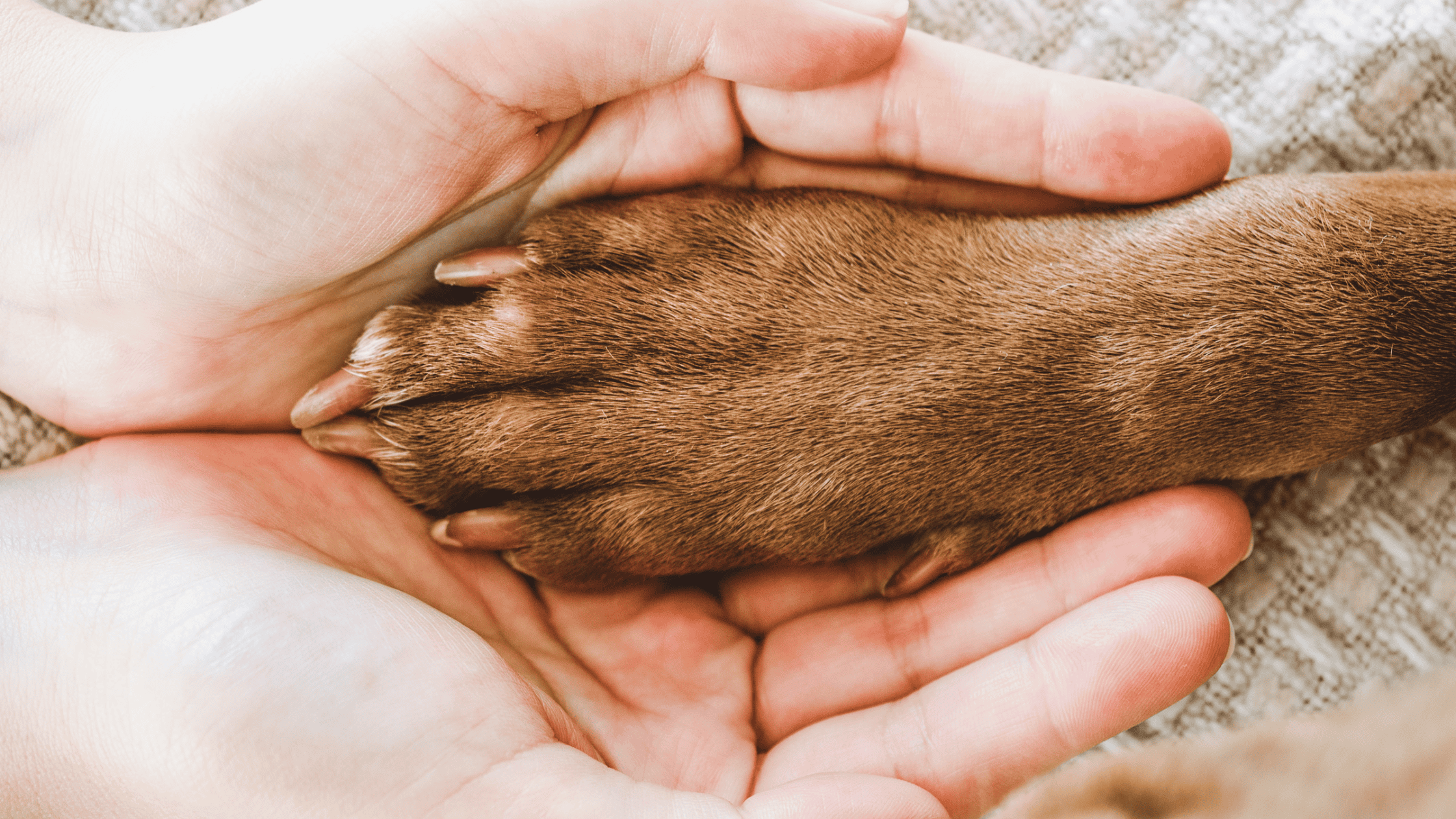hunde-club-fuer-berufstaetige-hundeeltern