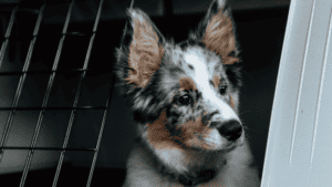 hundebox-alleine-bleiben-boxentraining-trennungsstress.png