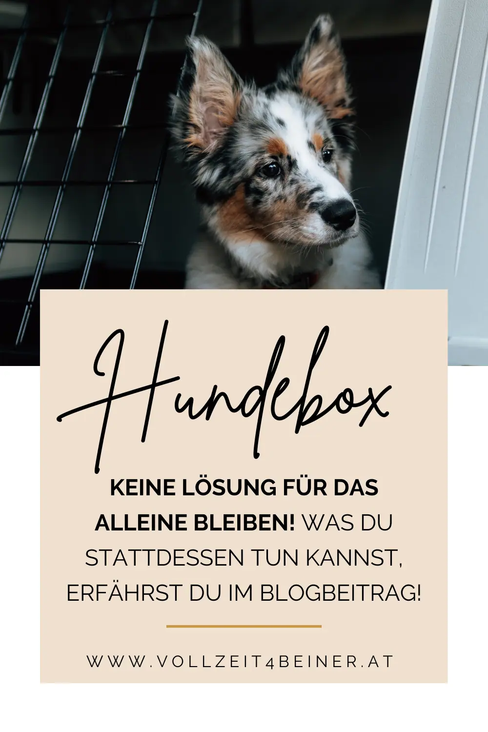 hundebox-alleine-bleiben-Trennungsstress-hund