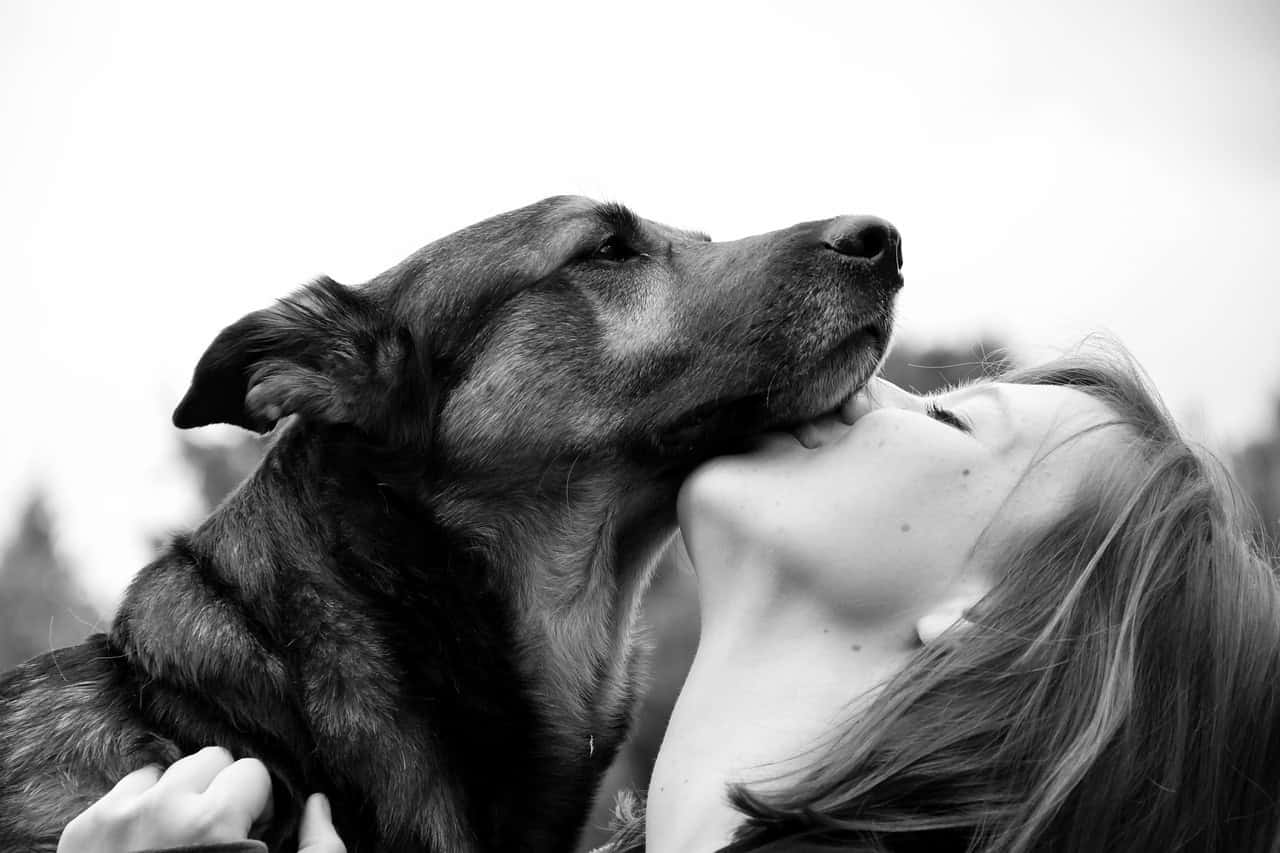sicherheit-im-hundetraining-hund-alltag-
