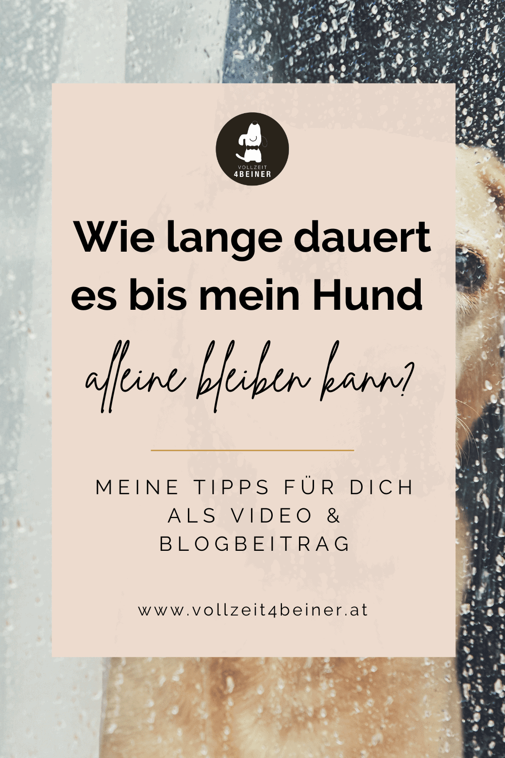 wie-lange-dauert-es-bis-mein-hund-alleine-bleibt