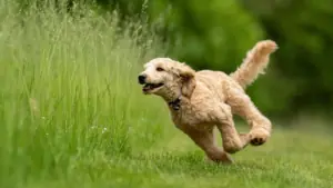 freilauf-beim-Hund-so-klappt-es-hundetraining