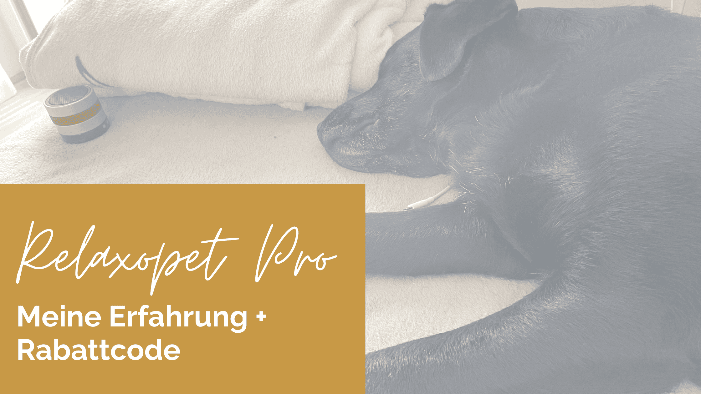Relaxopet-Rabattcode-Gutschein-Rabatt-Erfahrung