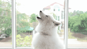 Trennungsstress-beim-Hund-erkennen-alleine-bleiben
