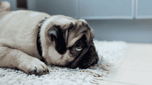Was-ist-Trennungsstress-beim-Hund-alleine-bleiben
