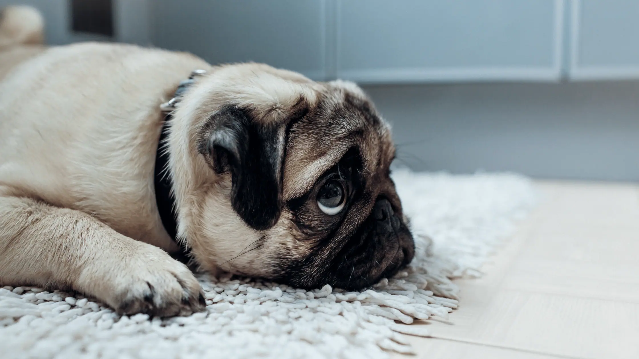 Was-ist-Trennungsstress-beim-Hund-alleine-bleiben