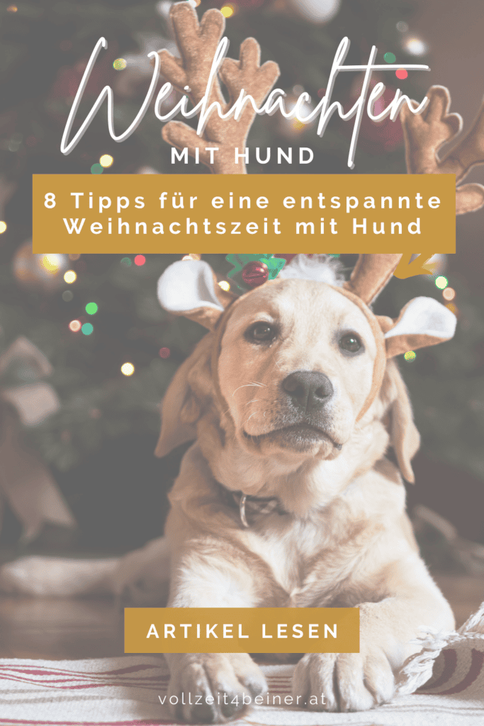 weihnachten-mit-hund-tipps-hundetraining-xmas