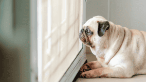 warum-bleibt-hund-nicht-alleine-trennungsstress