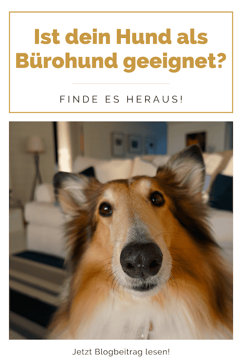 hunderasse-büro-bürohund-buerohund-hund-hundetraining