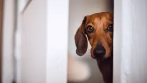 Stalking-beim-Hund-tipps-alleine-bleiben