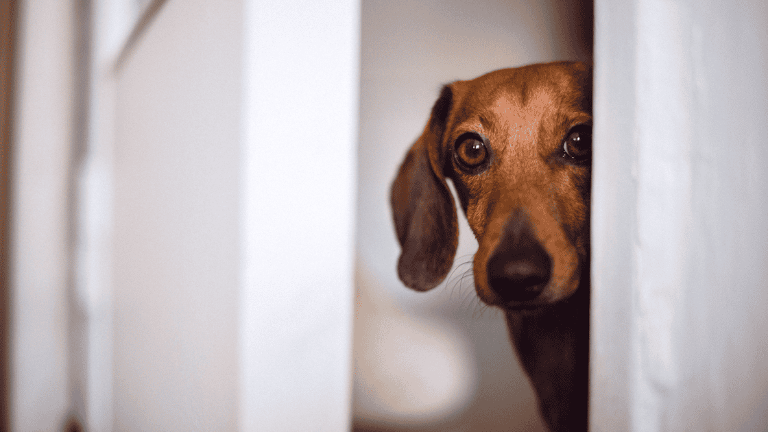 Stalking-beim-Hund-tipps-alleine-bleiben