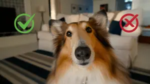 bürohund-vorteile-nachteile-buerohund.png bürohund-vorteile-nachteile-buerohund
