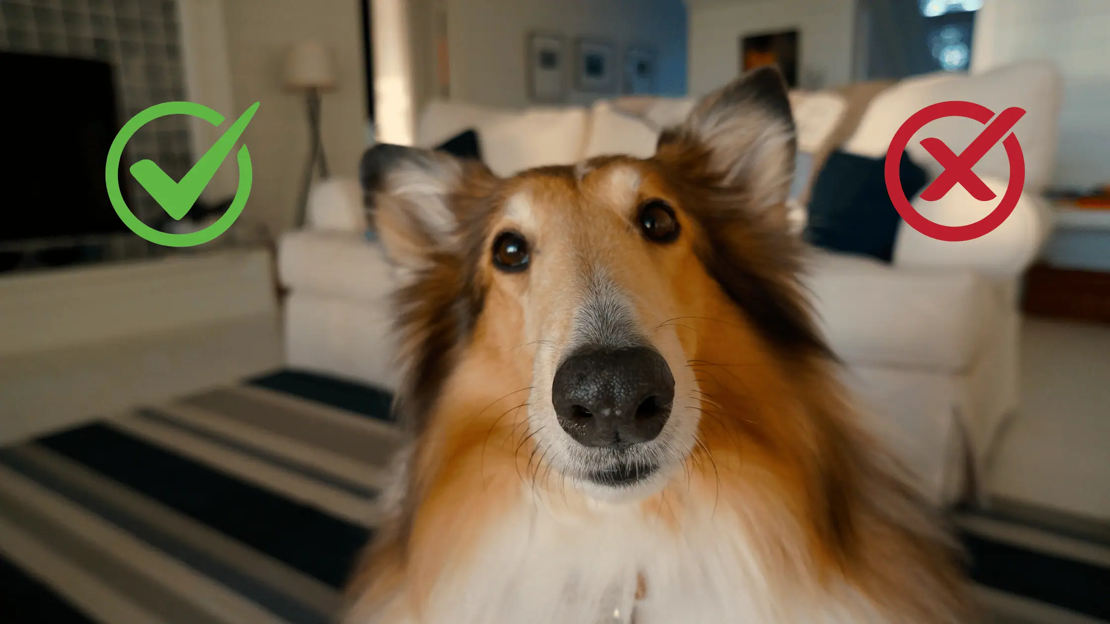 bürohund-vorteile-nachteile-buerohund.png bürohund-vorteile-nachteile-buerohund